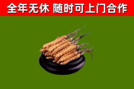南阳市烟酒回收冬虫夏草.jpg